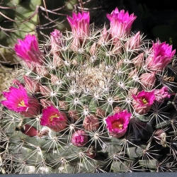 Mammillaria heyderi