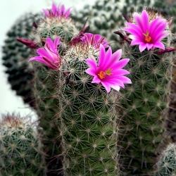 Mammillaria mazatlanensis