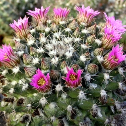 Mammillaria melanocetra