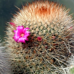 Mammillaria spinosissima