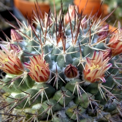 Mammillaria wagnerianus