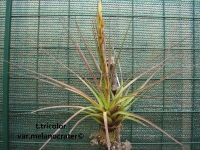 Tillandsia tricolor var.melanocrater