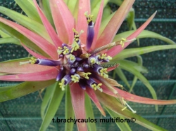 tillandsia brachycaulos var.multiflora