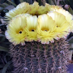 Notocactus floricomus