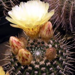 Notocactus mammulosus