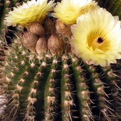 Notocactus mammulosus var. rubrispinus