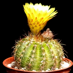 Notocactus megapotamicus var. crucicentrus