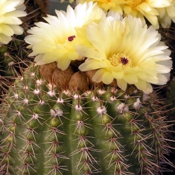 Notocactus orthacanthus