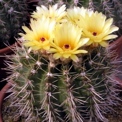 Notocactus submammulosus