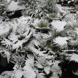 Trachycarpus fortunei