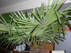 Trachycarpus fortunei -17C kmeň 140-150cm