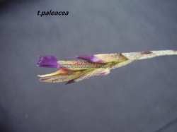 tillandsia paleacea