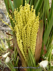 Phoenix canariensis