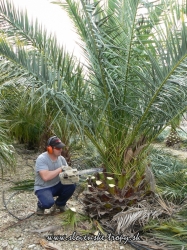 Phoenix canariensis