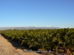 Phoenix canariensis