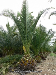 Phoenix canariensis