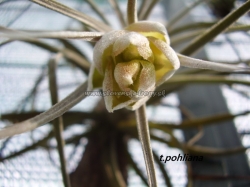 tillandsia pohliana