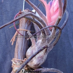 tillandsia pruinosa