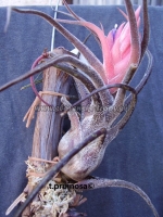 Tillandsia pruinosa