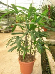 Rhapis excelsa