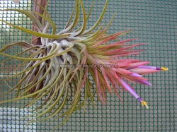 tillandsia kolbii