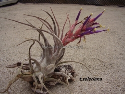 tillandsia seleriana