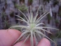 Tillandsia magnusiana