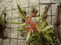 Tillandsia streptophylla