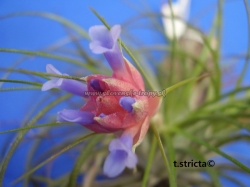 tillandsia stricta