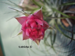 tillandsia stricta