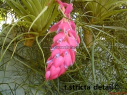 tillandsia stricta