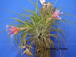 tillandsia stricta