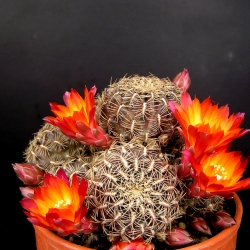 Sulcorebutia hoffmanniana