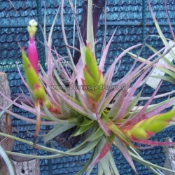 tillandsia acostae