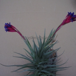 tillandsia aeranthos