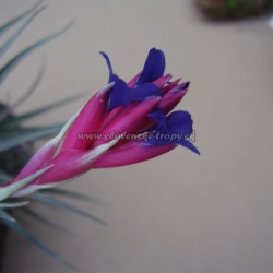 tillandsia aeranthos