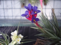 tillandsia aeranthos