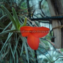 tillandsia albertiana