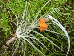 tillandsia albertiana x crocata