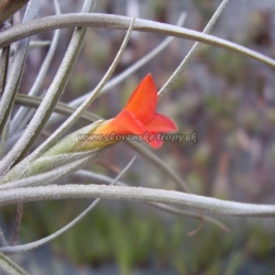 tillandsia albertiana x crocata