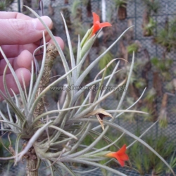 tillandsia albertiana x crocata