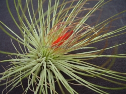 tillandsia andreana