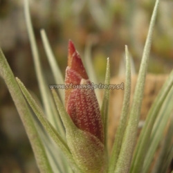 tillandsia argentina x tillandsia roseiflora