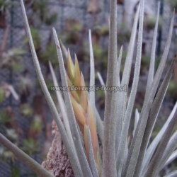 tillandsia argentina ,,Mayor,,