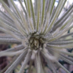 tillandsia atroviridipetala