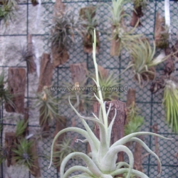 tillandsia aurea