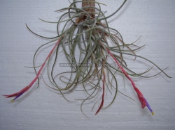 tillandsia baileyi