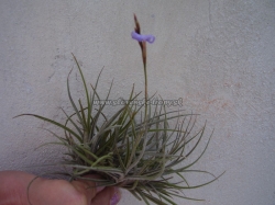 tillandsia bandensis