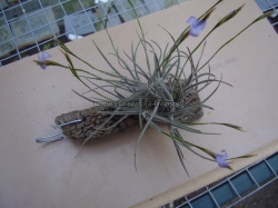 tillandsia bandensis