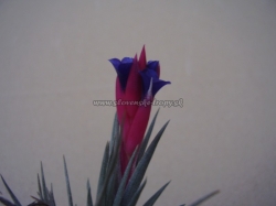 tillandsia bergerii